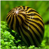 Akvarijum Centar neritina Natalensis Sp. Zebra - Zebrasta nerita Cene