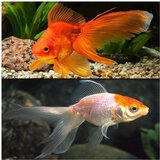 Akvarijum Centar Goldfish assorted | ePonuda.com