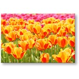  Slike na platnu cveće (moderne slike na platnu) | ePonuda.com