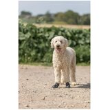 Trixie čizmice za pse Walker Active Crna | Eponuda.com
