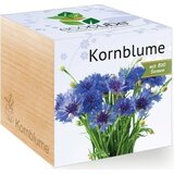 Feel Green ecocube "Modri glavinec" Cene