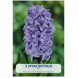  Cvjetne lukovice Zumbul Blue (Plava, Botanički opis: Hyacinthus) | shoptok.hr