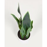 Kave Home Umetna rastlina (višina 55 cm) Sansevieria – | Shoptok.si