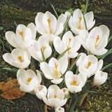 Royal De Ree crocus jeanne d'arc 15/1 Cene