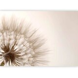  Foto tapeta - Nature close-up - close-up motif of a blowfly flower in sepia 450x315 | shoptok.hr