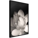  Poster - Delicacy of a Flower 30x45 Cijene