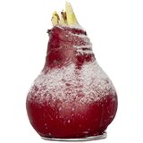 Plant in a Box Amarilis - Hippeastrum 'Wax Snow Red' - Cvetna čebulica - Rdeča, (21739786) Cene