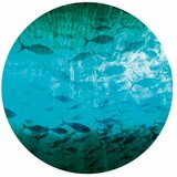  Okrugla fototapeta - A shoal of dark fish 230x230 | shoptok.hr