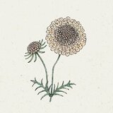Jora Dahl Scabiosa atropurpurea "Fata Morgana" - grintavec | Shoptok.si
