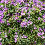 Plant in a Box encijanov grm - 3 kos - lycianthes rantonnetii - višina 25-40cm - ⌀9cm, (21778547) | Shoptok.si