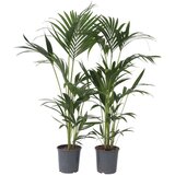 Plant in a Box Kentia - 2 kos - Howea forsteriana - Višina 90-100cm - ⌀18cm, (21758063) | Shoptok.si