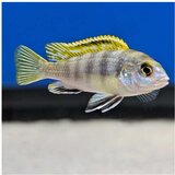 Akvarijum Centar Labidochromis Perlmutt Cene