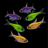 Akvarijum Centar Pristella maxillaris glow - Pristela glow | ePonuda.com