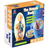 Lean_Toys Izobraževalni anatomski model organov človeškega telesa | Shoptok.si