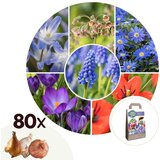 Plant in a Box Vesela čebela - 80 kos - Anemon Chionodoxa Muscari Tulipa - Cvetne čebulice, (21755597) | Shoptok.si