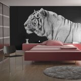  Tapeta - White tiger 350x270 Cijene