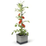 Gusta Garden Hidroponski Sadilni Lonec za Hitro Rast Paradižnikov (siv) | TOM TOMATO, (21562713) | Shoptok.si
