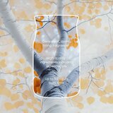 Yankee Candle Silver Birch dišeča sveča 368 g | Shoptok.si