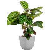  Tegla za cvijeće Havana Tropical (Vanjska dimenzija (ø x V): 50 x 41,5 cm, Plastika, Sive boje) Cijene
