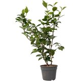 Plant in a Box japonska kamelija - camellia japonica 'lady campbell' - višina 50-60cm - ⌀15cm, (21757603) Cene