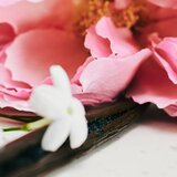 Chloé Lumineuse parfumska voda za ženske 50 ml | Shoptok.si