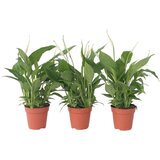 Plant in a Box spatifil - 3 kos - spathiphyllum 'torelli' - višina 30-45cm - ⌀12cm, (21758073) cene