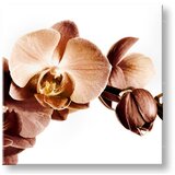  Slike na platnu cveće (moderne slike na platnu) | ePonuda.com