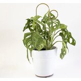 Botanopia Pomoč za plezalke "Mini Plant Stake" - Gold - Bump | Shoptok.si