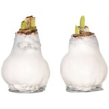 Plant in a Box Amarilis - Hippeastrum 'Wax White' - Cvetna čebulica - Rdeča, (21739791) Cene