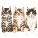  Salvete za dekupaž Three Beautiful Cats - 1 kom KORISTI SE | shoptok.hr