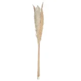 UKRASNA GRANA PAMPAS 65CM 6/1 SUŠENO BILJE BEŽ