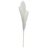  Rezano cvijeće grana pampas 110 cm 63450110 Cijene