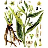 Gavez (Symphytum officinale), 100g