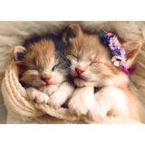 Puzzle 500 pcs. Sleeping kittens Trefl 37271 | shoptok.hr