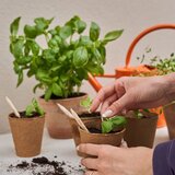  Svinčnik s semeni Sprout - bazilika | Shoptok.si