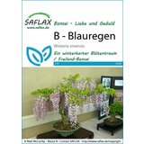 Saflax Bonsai - glicinija Cene