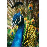 Puzzle 250 KOM COLORFUL NATURE 1 PEACOCK INTERDRUK | Shoptok.si