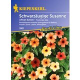 KIEPENKERL Črnooka suzana "African Sunset" Cene