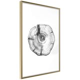  Poster - Tree Rings 30x45 | shoptok.hr