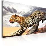  Slika - Predatory Stare 120x80 Cijene