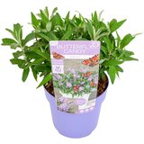 Plant in a Box davidov metuljnik - buddleja davidii 'candy' - višina 30-40cm - ⌀19cm, (21757348) Cene