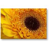  Slike na platnu cveće (moderne slike na platnu) | ePonuda.com