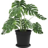  Saksije za biljke 24 pcs Crna Ø 17 x 14 cm Plastika | shoptok.hr
