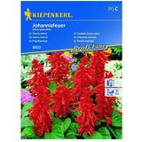 KIEPENKERL Profi-Line Sjeme cvijeća Paklena kadulja Johannisfeuer (Salvia splendens, Crvena) KIEPENKERL Profi-Line Sjeme cvijeća Paklena kadulja Johannisfeuer (Salvia splendens, Crvena) Slike