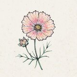 COSMOS bipinnatus "Apricot Lemonade" (Kozmeja) - 1 pkt. Cene