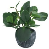 Dekordom Cvet u saksiji - peperomia hx0680 - n38 ( 024270 ) u