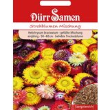 Dürr Samen slamnata roža | Shoptok.si