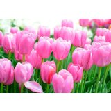 Royal De Ree Lukovica Lala, tulipan - Tulipa Pink Promise Mix 10/1 | Eponuda.com