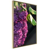  Poster - Violet May 40x60 | shoptok.hr
