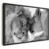  Slika - Lion\'s Love 120x80 U crnom drvenom okviru | shoptok.hr